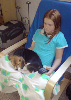 Beagle alicia mit Tochter Laura im Sessel
